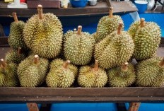 Nilai yang Fantastis! 3 Daerah di Gunung Kidul Mampu Hasilkan Durian Dalam Jumlah Besar, Juara Utamanya Sampai 2.446 Kuintal