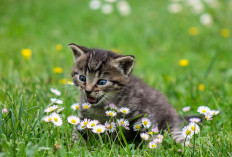 15 Menit dari Dermaga Penyeberangan Belang-Belang, Nikmati Eksotisme Pulau Kucing di Polewali Mandar, Surga Tersembunyi Bagi Pecinta Kucing 