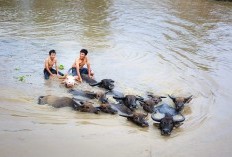 Kalbar Resmi Gulung Tikar! Usai Kehilangan 3 Kabupaten Terbaik dan Potensial Demi Wujudkan Wacana Pemekaran yang Buat Warganya Sampai Keheranan